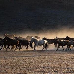 Horses returning from grazing