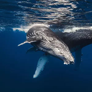 Humpback Whale family!