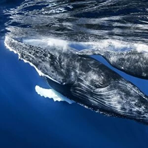 Humphback whale and calf, Reunion Island
