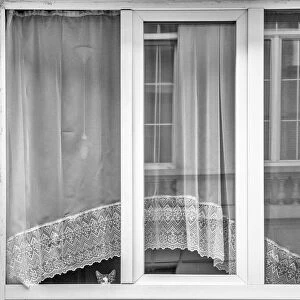 Kitten window