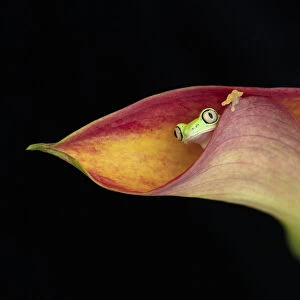 The Lemur Tree Frog and Calla Lily