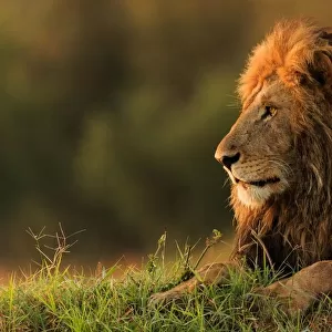 Male lion watching sunrise in Masai Mara