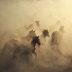 migration of horses