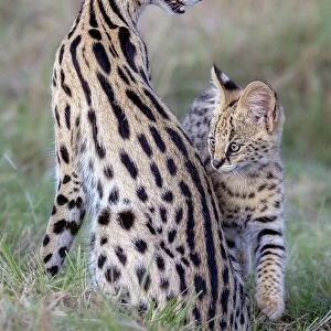 Mother & Cub