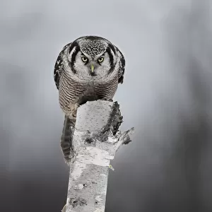 Northern Hawk-Owl - Stare down
