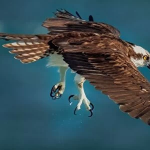 Osprey In Action
