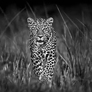 Patrolling leopard