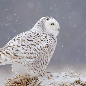 A Side Portrait of Snowy Owl