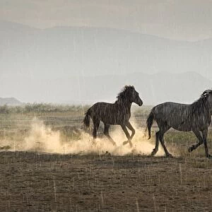 Rain Sun Horses