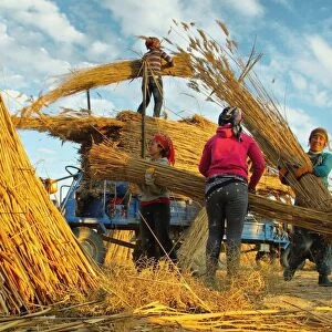Reed Harvest