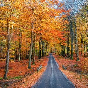 Road into autumn