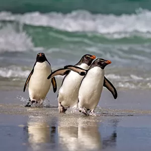 Rockhopper Pinguins just back from the Sea