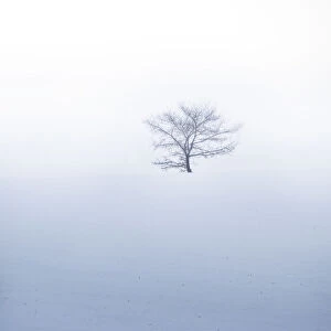 Small tree on hil during misty weather with snowfall