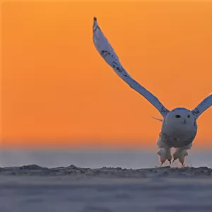 Snowy Owl at Sunrise