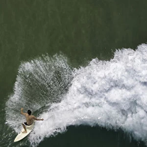 Surfing rooster