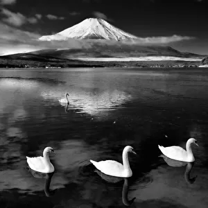 Swans With Mt. Fuji