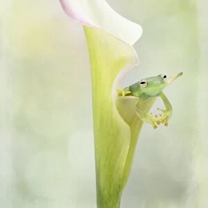 Tiny Glass Tree Frog on a Lily