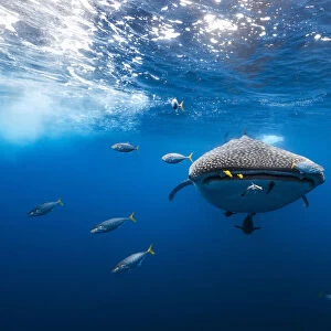 Whale shark escorted by a school of bonito