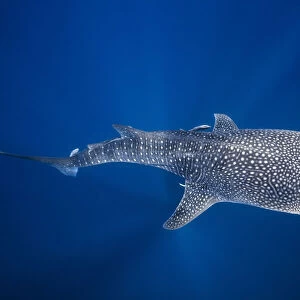 Whale shark and Tuna shoal
