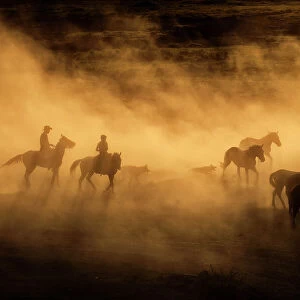 Wild horses of Cappadocia