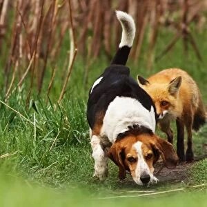 World's worst hunting dog