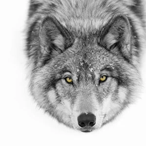 Yellow eyes - Timber Wolf