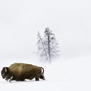 American bison (Bison bison) male walking through deep snow
