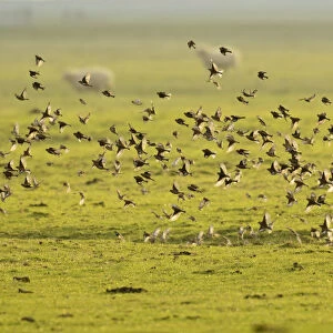Flock of Linnets (Carduelis cannabina) in flight over grazing marsh, Elmley Nature Reserve