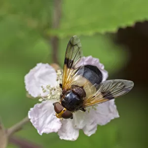 Great pied hoverfly (Volucella pellucens) feeding from bramble flower, Wiltshire, England, UK, July