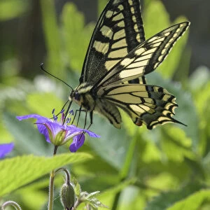 Male Swallowtail butterfly (Papilio machaon) eating from Wood cranesbill (Geranium sylvaticum), Finland. June