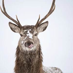 Portrait of Red deer stag (Cervus elaphus) on open moorland in snow, licking its lips Cairngorms NP