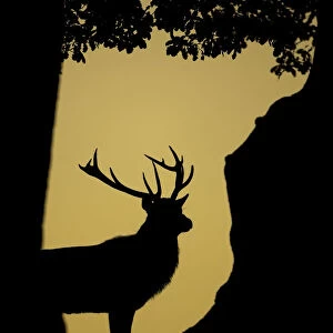 Red Deer (Cervus elaphus) stag silhouetted in a woodland glade. Bradgate Park, Leicestershire