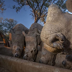 White rhinoceros (Ceratotherium simum) five calves, orphaned from poaching feeding