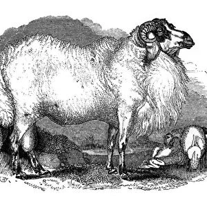 Fat-tailed sheep of Syria, 1848