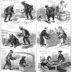 Japanese tea production, 1874