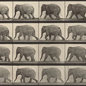 Plate Number 733. Elephant walking, 1887. Creator: Eadweard J Muybridge