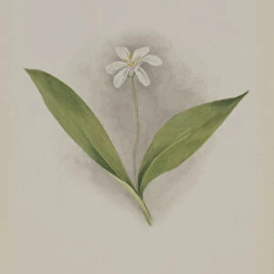Queencup (Clintonia uniflora), 1902. Creator: Mary Vaux Walcott