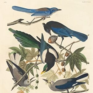 Yellow-billed Magpie, Stellers Jay, Ultramarine Jay and Clarks Crow, 1837