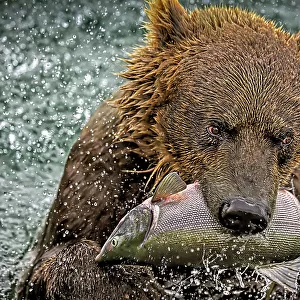 Brown bear catches a pink salmon in Kuril Lake