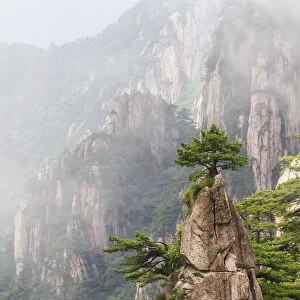 A Flower Blooming On A Brush Tip Formation In The North Sea Scenic Area, Mount Huangshan, Anhui, China