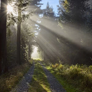 Forest path with morning mist and sun beams in the Odenwald hills in Hesse, Germany