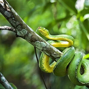 Green Tree Snake (Dendrelaphis Punctulata); Madang Province, Papua New Guinea