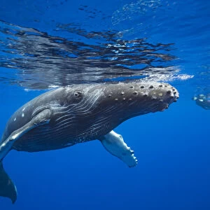 Humpback whale and snorkeler, Hawaii, USA