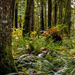 Panorama of a rainforest, BC, Canada