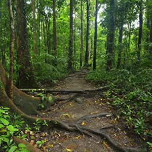 Path in Daintree Rainforest, Mossman Gorge, Daintree National Park, Queensland, Australia