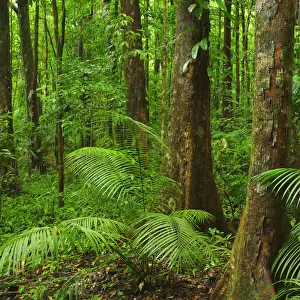 Rainforest, Daintree Rainforest, Mossman Gorge, Daintree National Park, Queensland, Australia