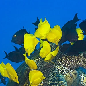USA, Goldring Surgeonfish and Yellow Tangs cleaning algae from shell of Green Sea Turtle (Chelonia Mydas) endangered species; Hawaii
