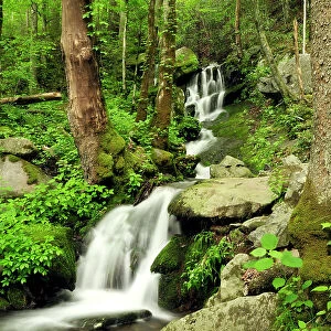 Waterfalls Stream Rushing Water Forest Trees