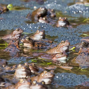 Common Frog (Rana temporaria) group in spawning pond, Upper Austria, Austria