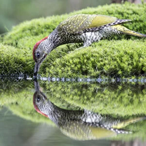 European Green Woodpecker (Picus viridis) female reflected in a pond while drinking water, Noord-Brabant, The Netherlands